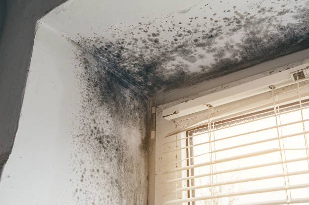 Affordable Mold Inspection And Testing solutions in Roebling, NJ